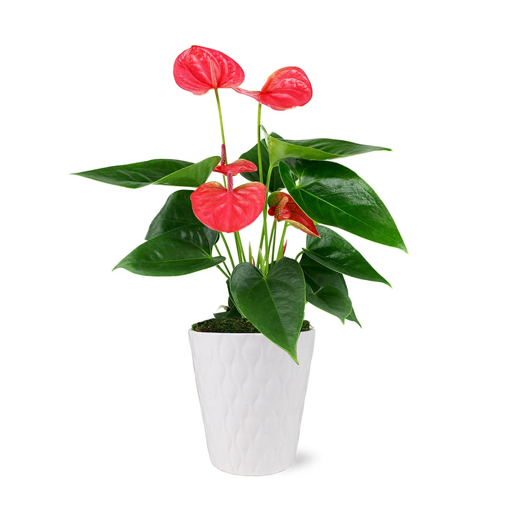 Pink Anthurium - Image 3