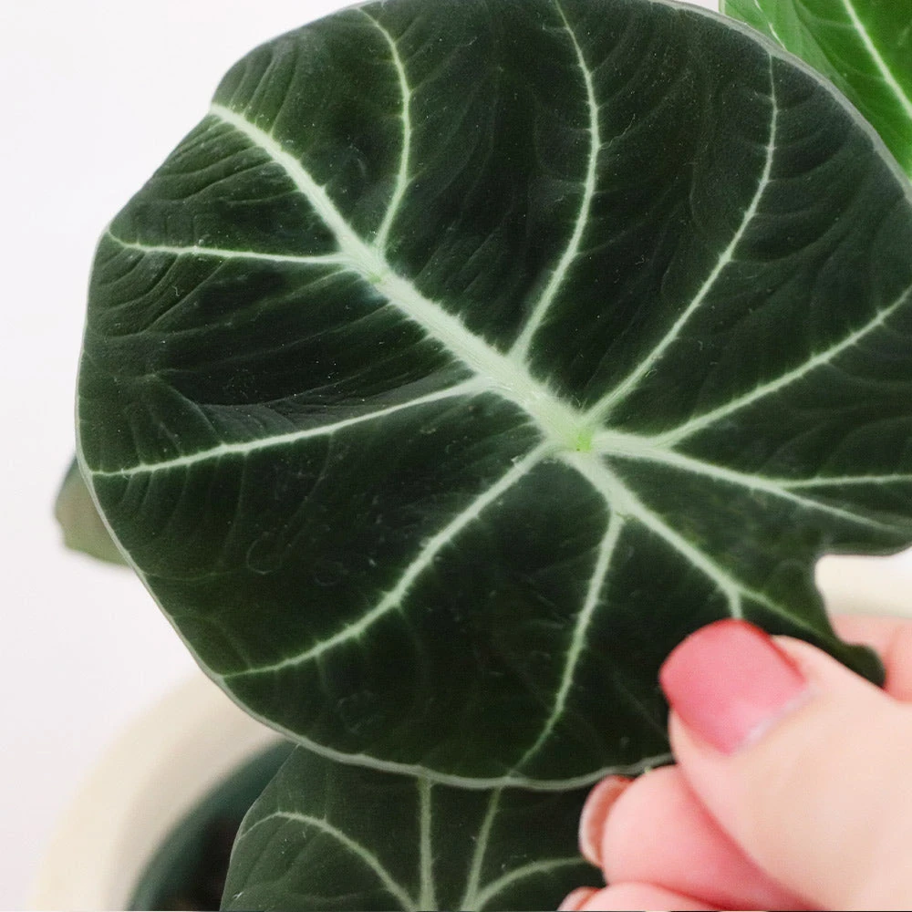 Alocasia Black Velvet - Image 3
