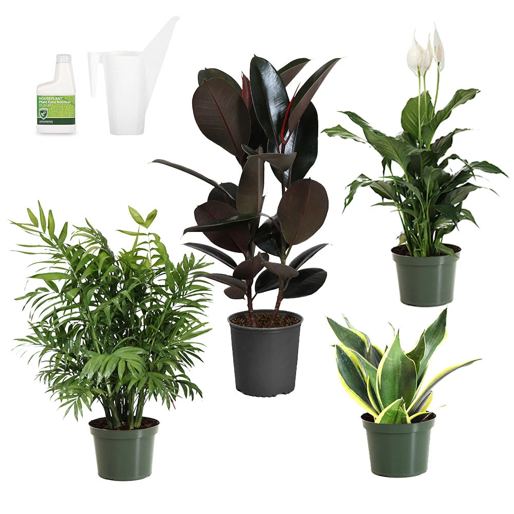 Air-Purifying House Plant Kit - Image 2