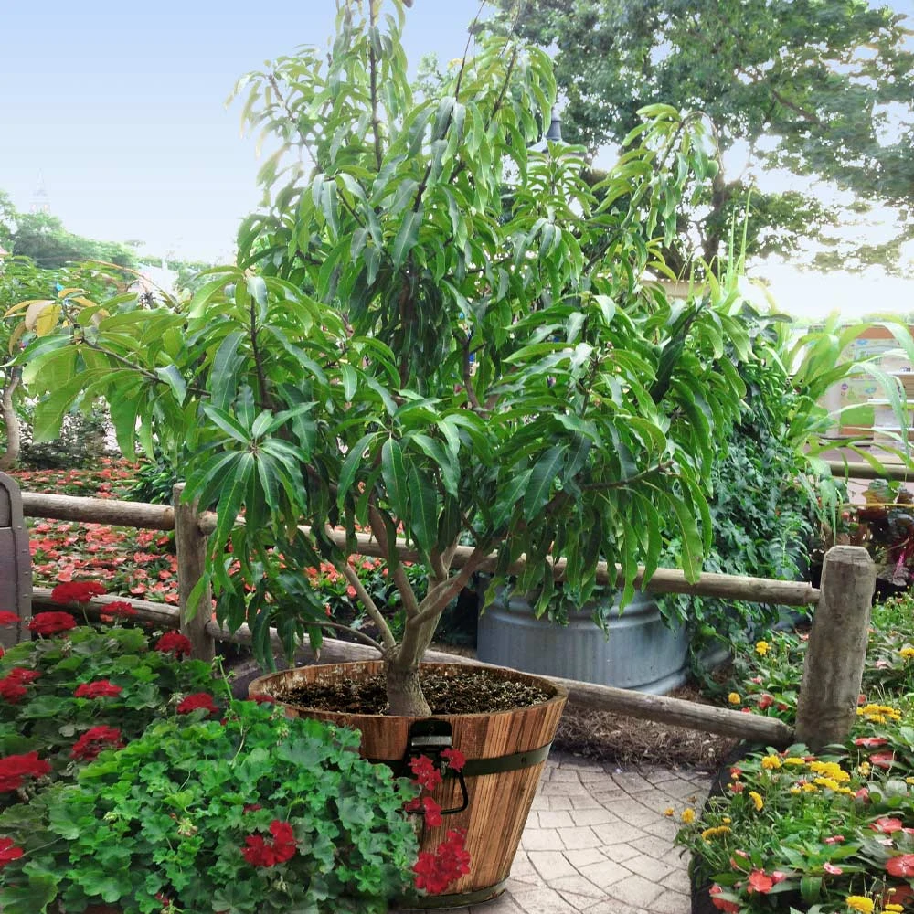 Alphonso Mango - Image 3