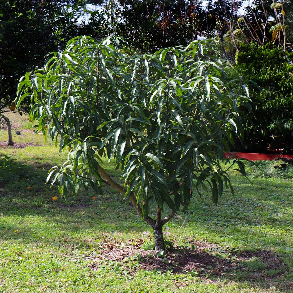 Alphonso Mango - Image 6