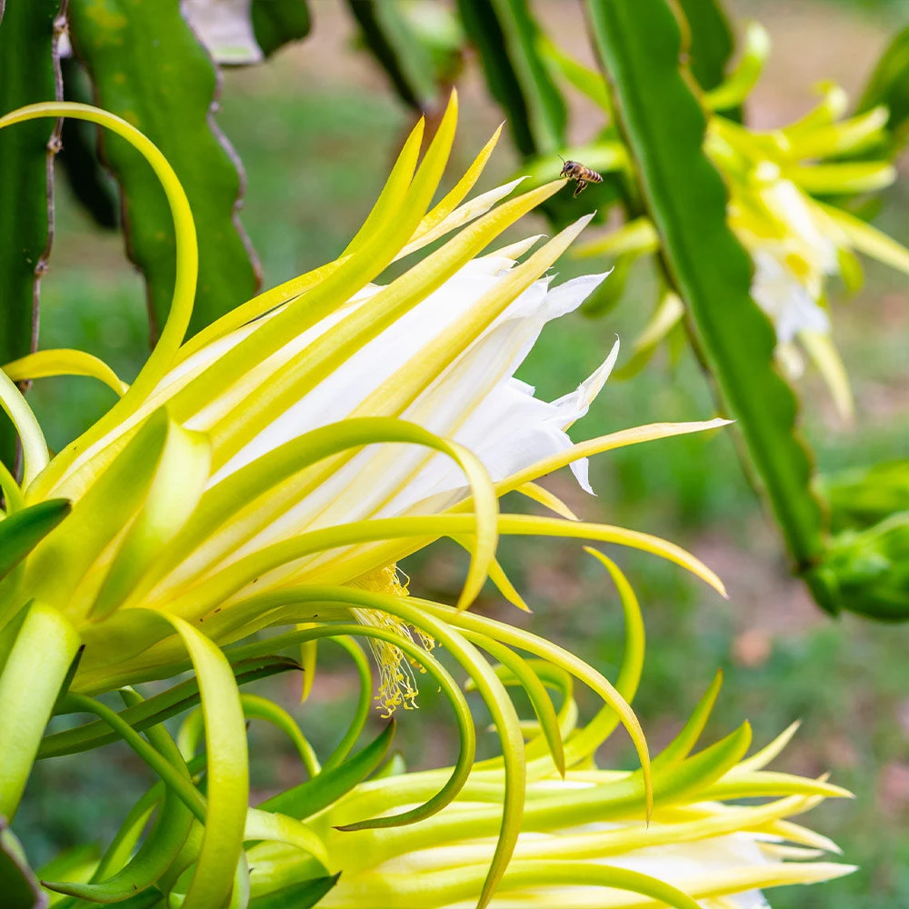 American Beauty Dragon Fruit - Image 5