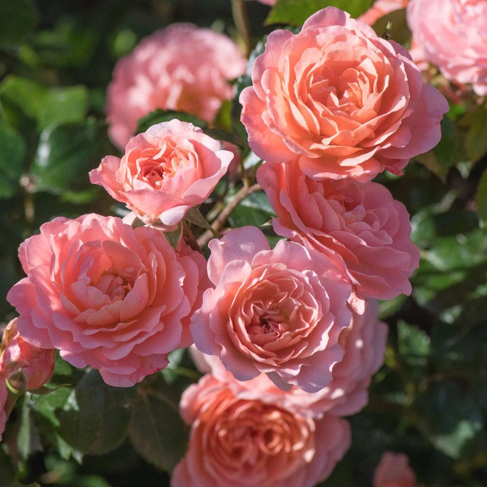 Apricot Drift® Rose - Image 3