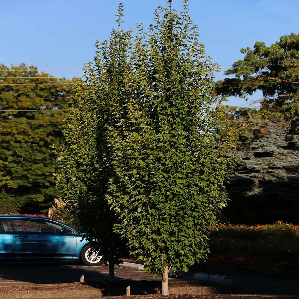 Armstrong Gold® Maple - Image 5