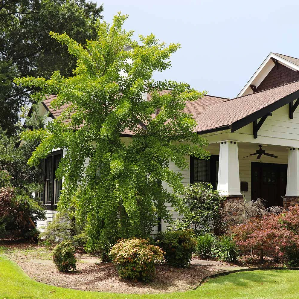 Autumn Gold Ginkgo Tree - Image 3