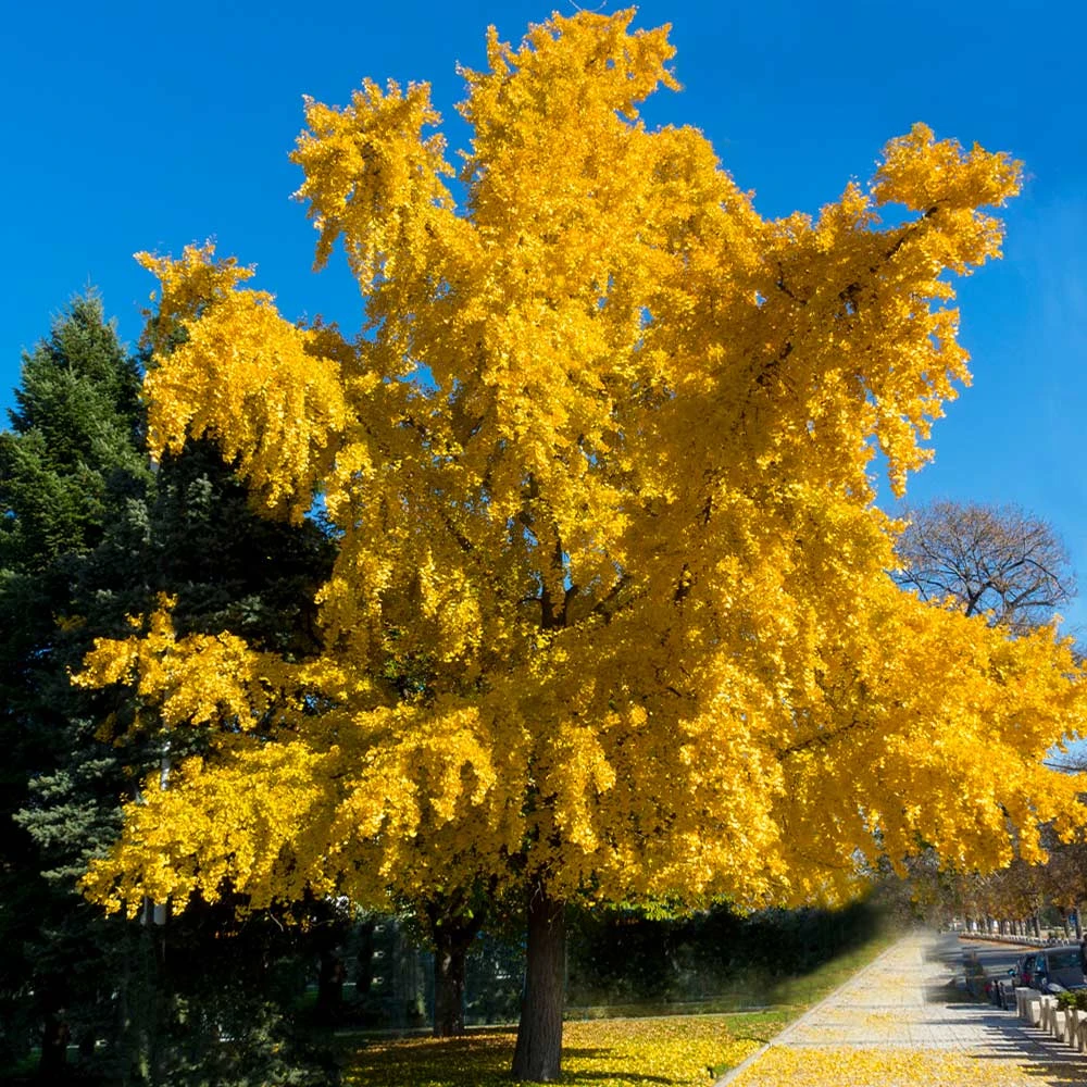 Autumn Gold Ginkgo Tree - Image 2