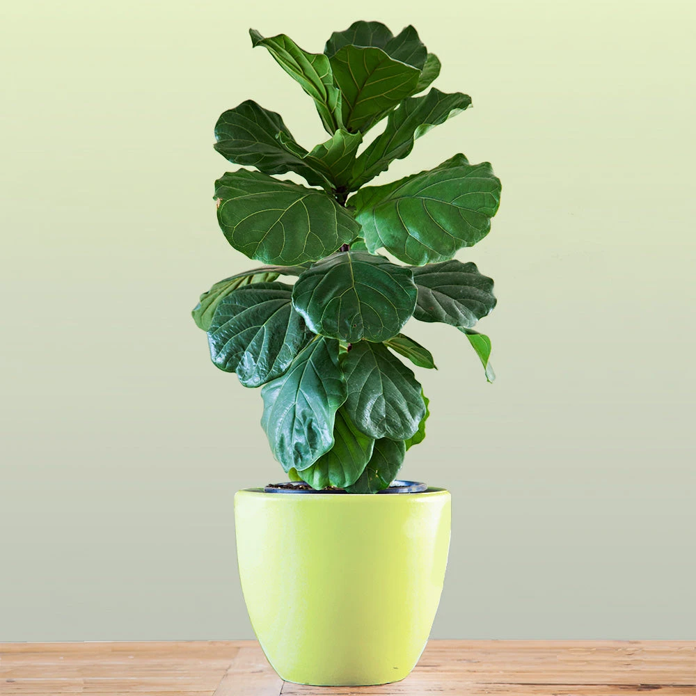 Bambino Fiddle Leaf Fig - Image 3