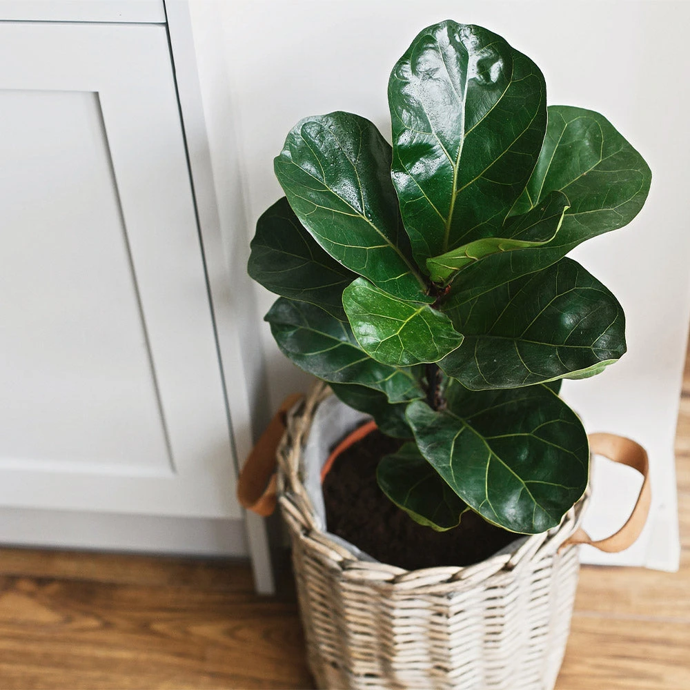 Bambino Fiddle Leaf Fig - Image 4