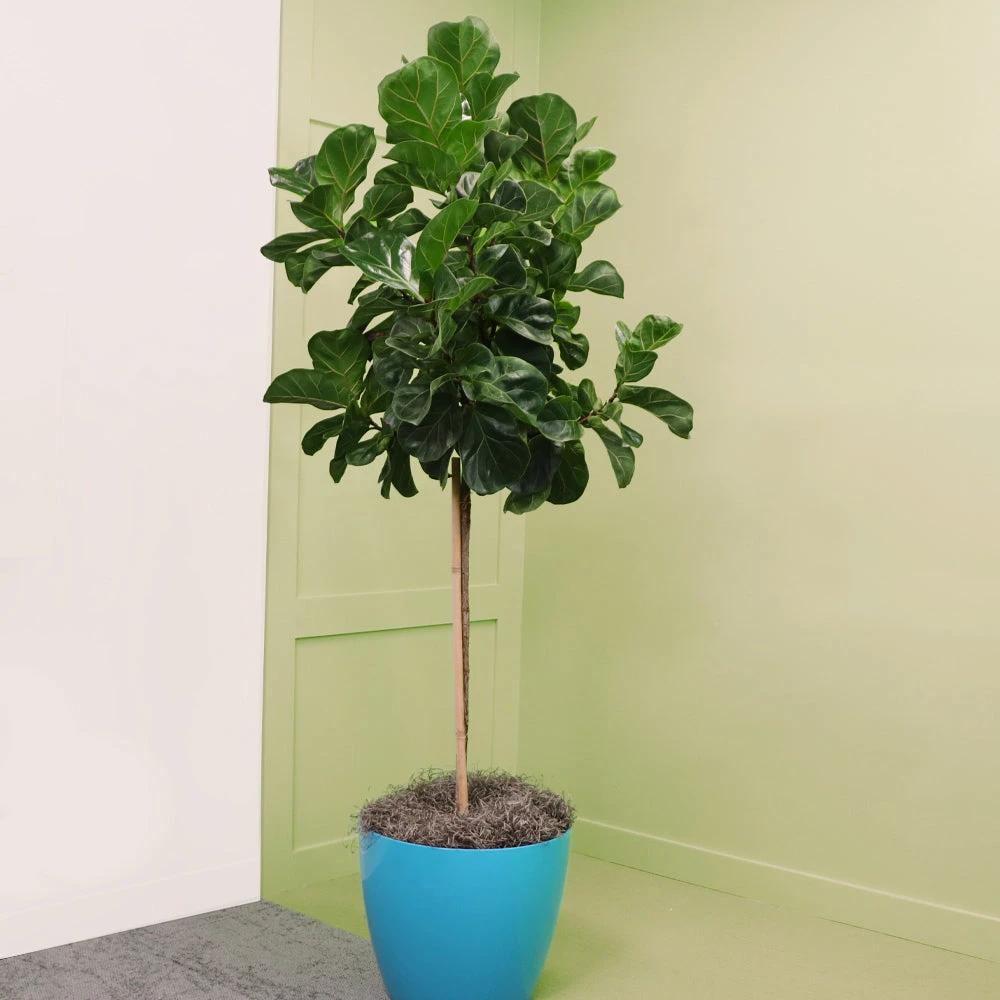 Bambino Fiddle Leaf Fig - Image 5