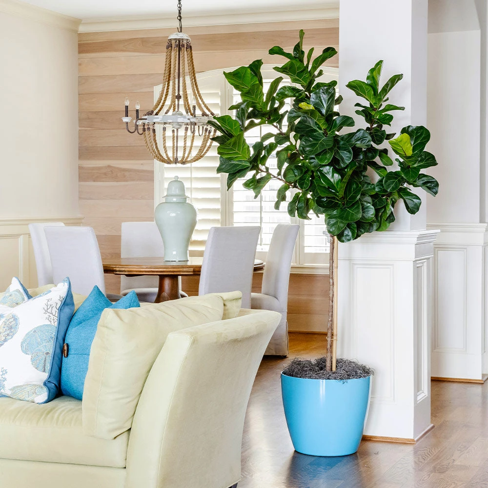 Bambino Fiddle Leaf Fig - Image 2