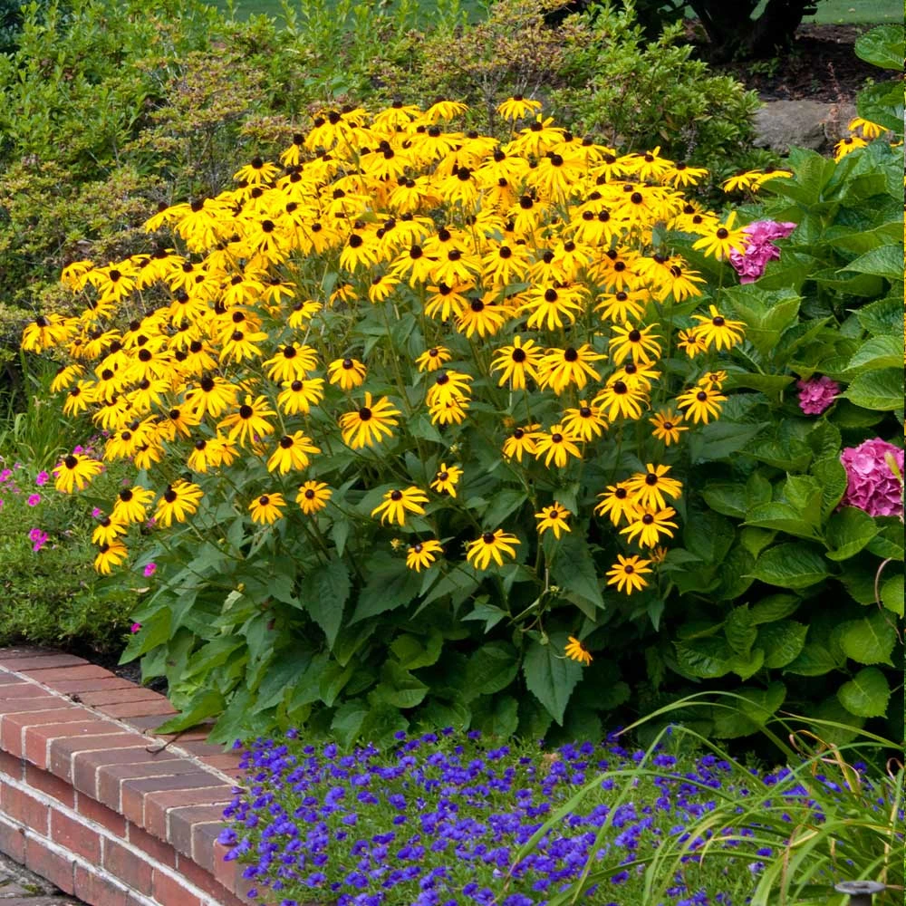 Goldsturm Black-Eyed Susan - Image 4