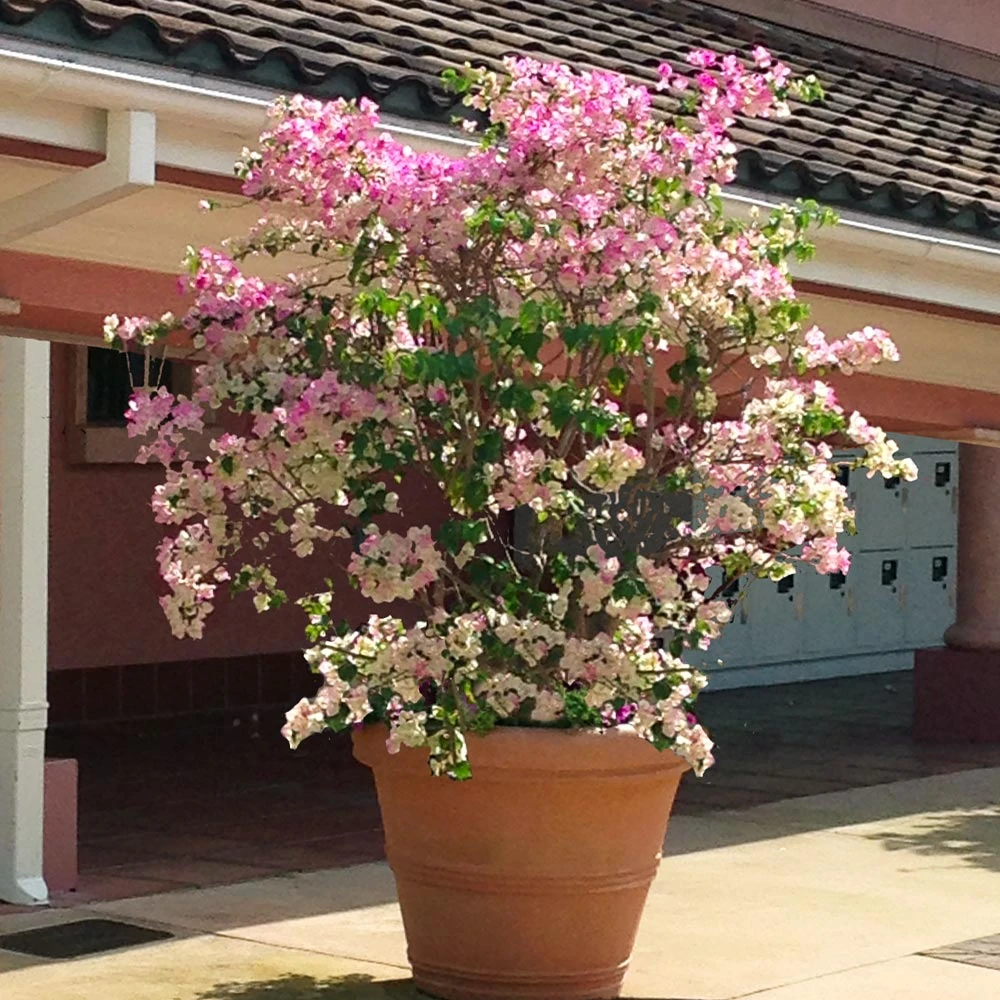 Thai Delight Bougainvillea - Image 4