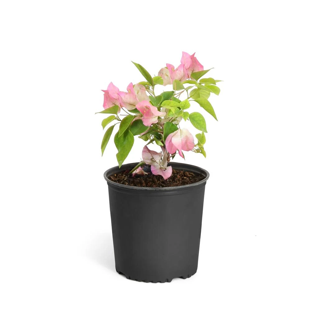 Thai Delight Bougainvillea - Image 7