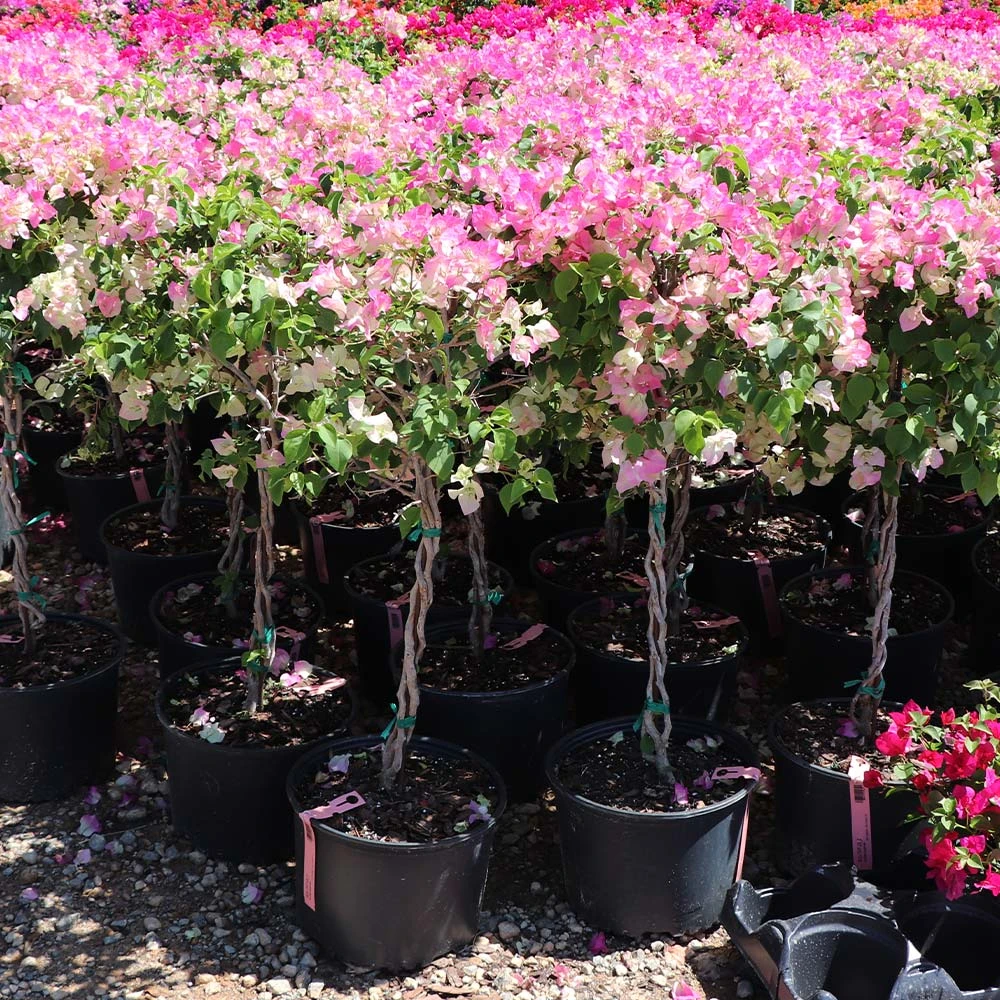 Thai Delight Bougainvillea - Image 3