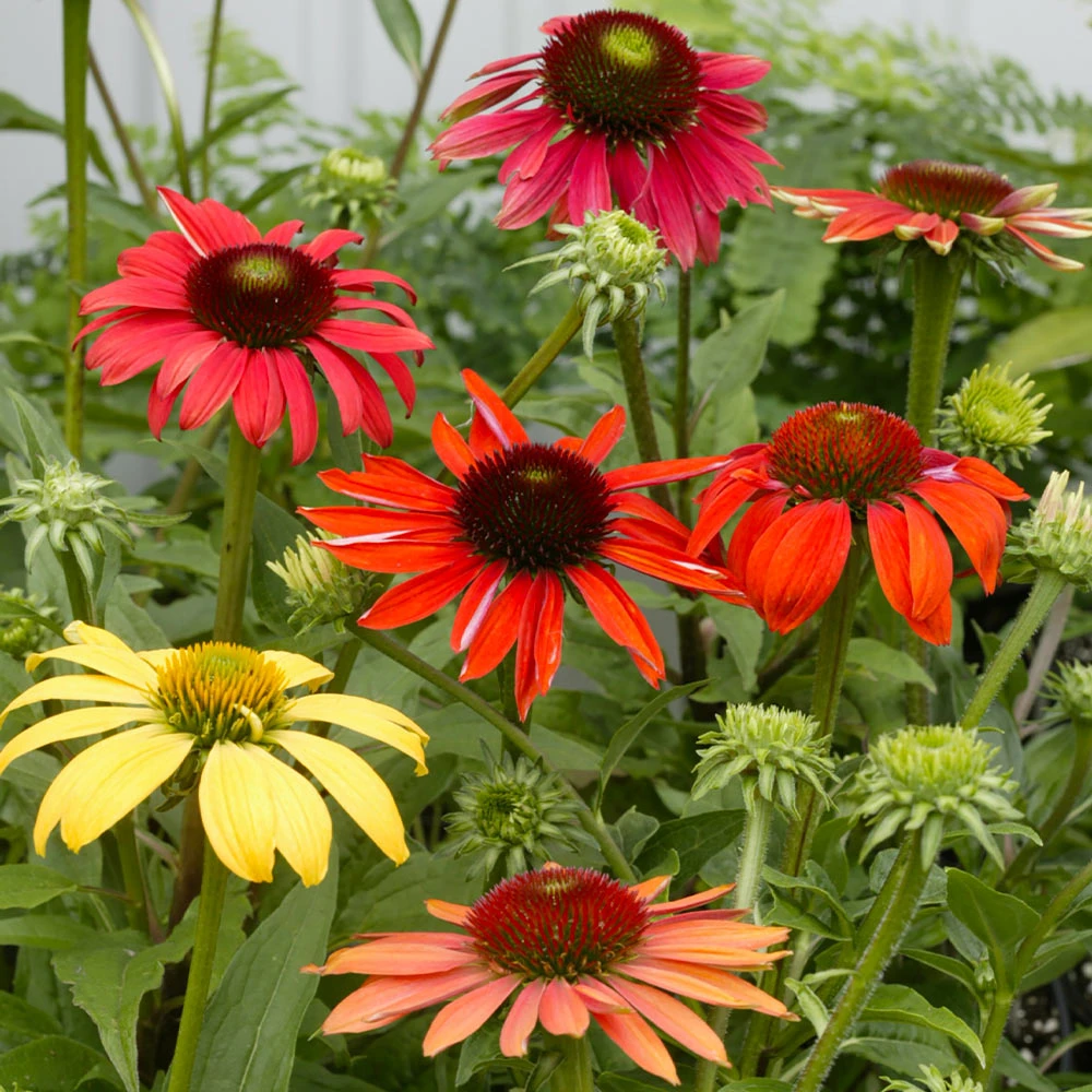 Cheyenne Spirit Echinacea (Coneflower) - Image 2