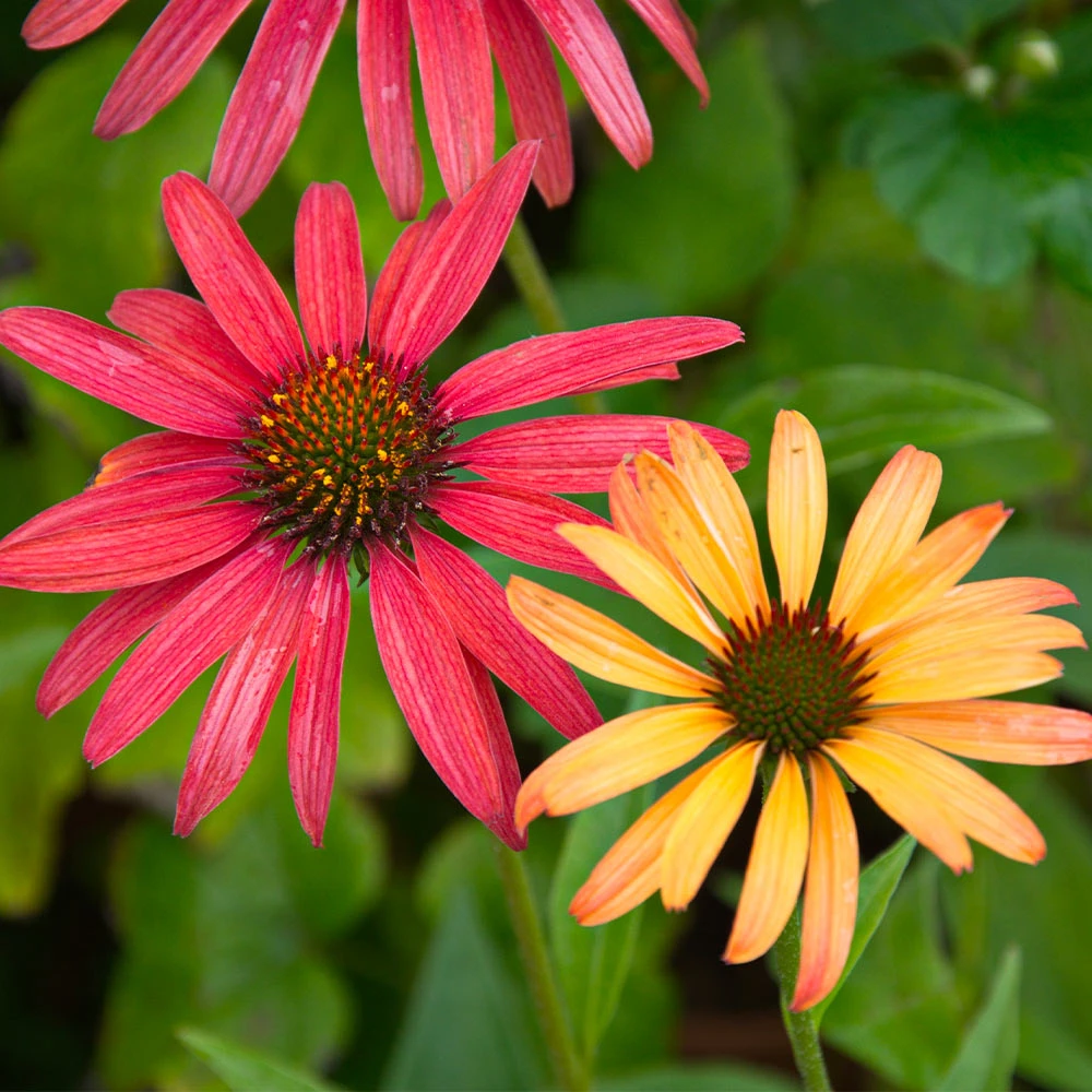 Cheyenne Spirit Echinacea (Coneflower) - Image 4