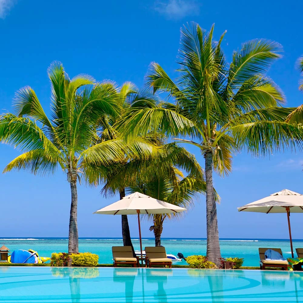 Coconut Palm Tree - Image 5