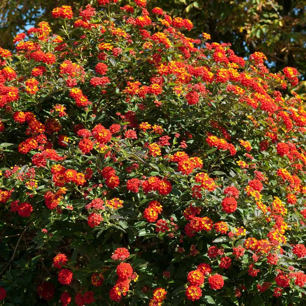 Dallas Red Lantana - Image 4