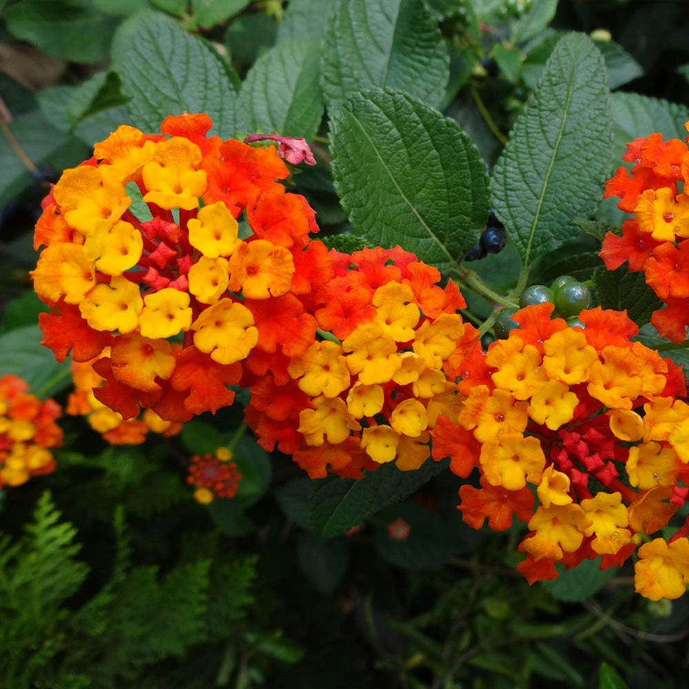 Dallas Red Lantana - Image 5