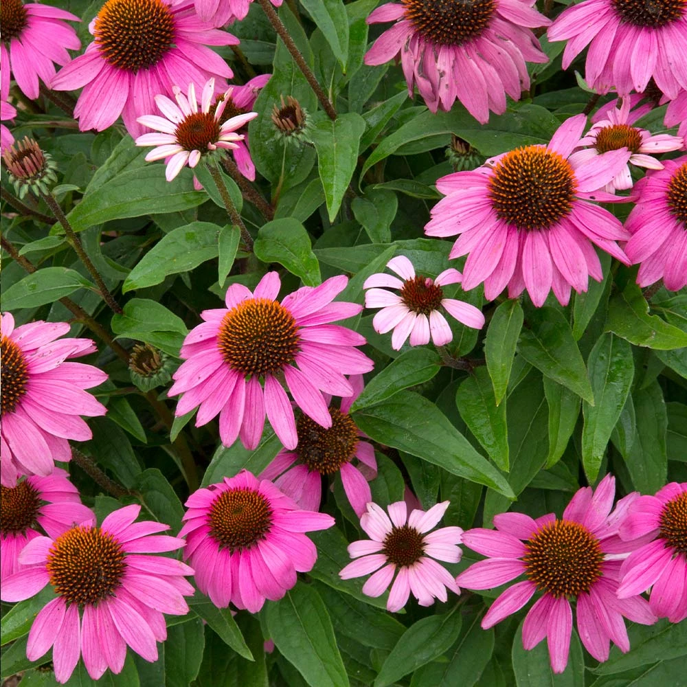 PowWow® Wild Berry Coneflower (Echinacea) - Image 2