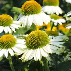 PowWowÂŽ White Coneflower (Echinacea)