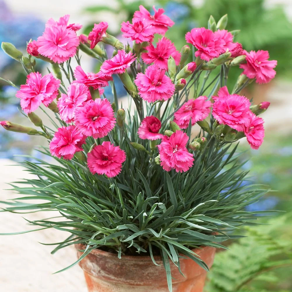 Scent FirstĀ® Eternity Dianthus Plant - Image 2