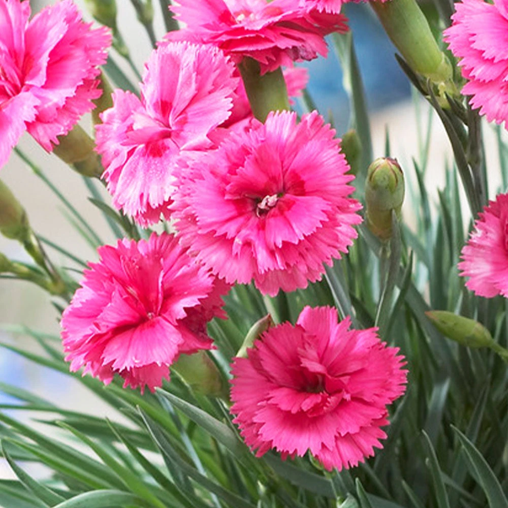 Scent FirstĀ® Eternity Dianthus Plant - Image 3