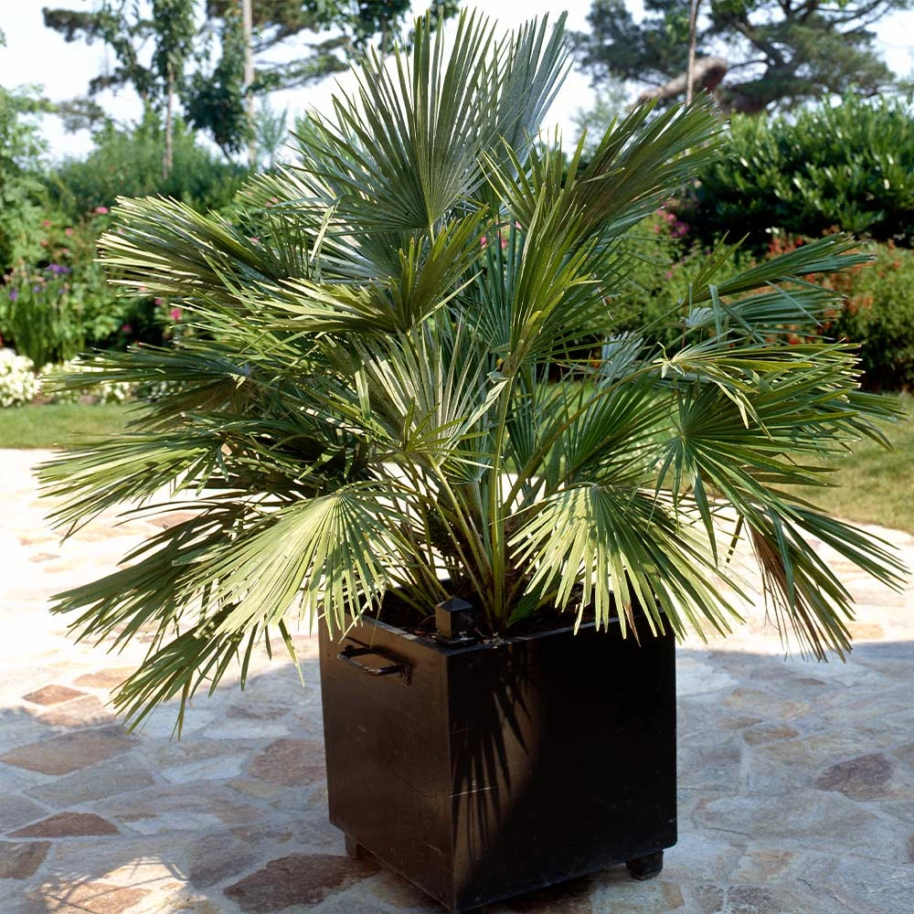 European Fan Palm Tree - Image 3