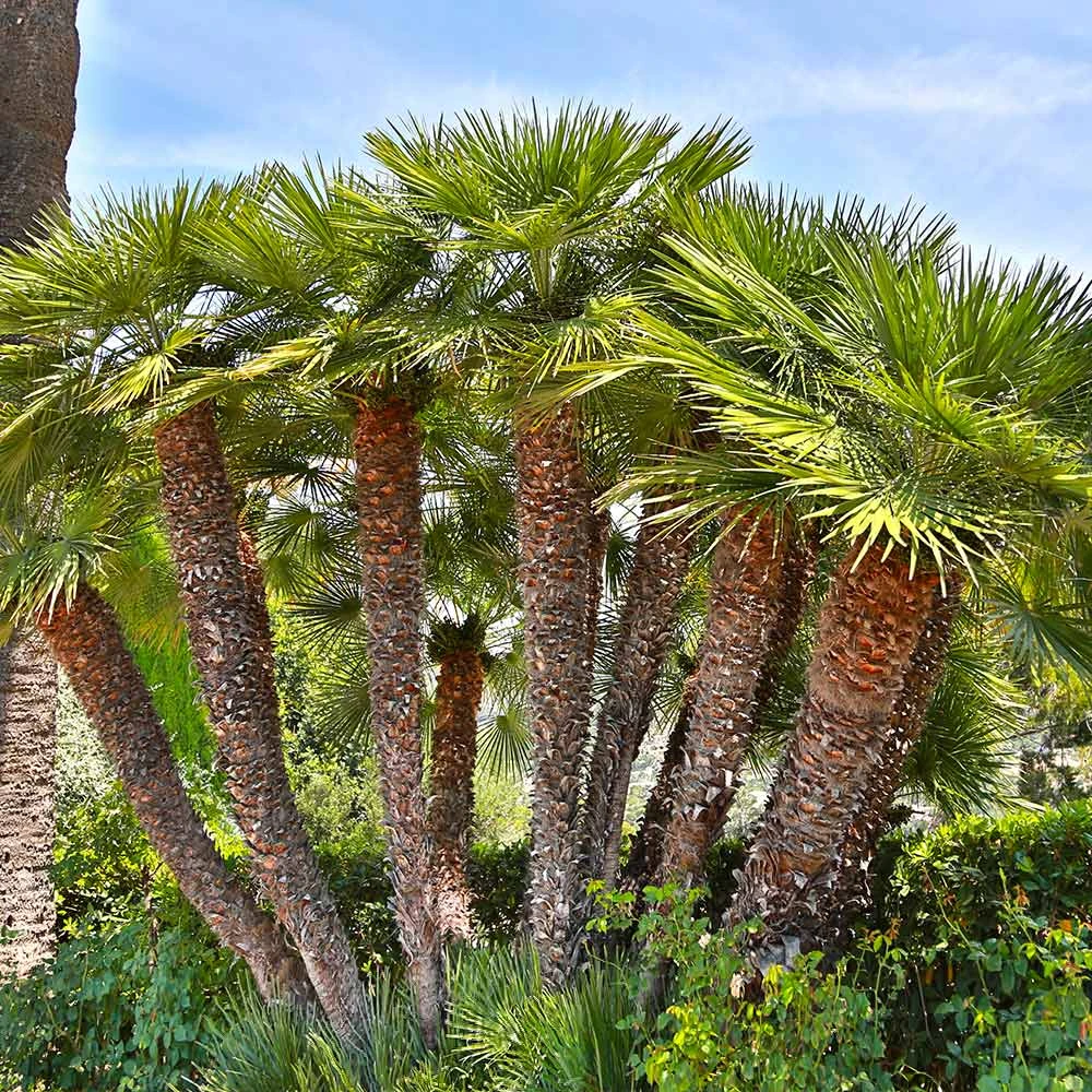 European Fan Palm Tree - Image 2