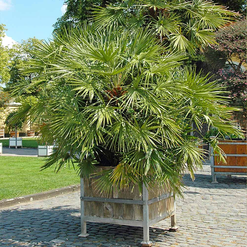 European Fan Palm Tree - Image 4