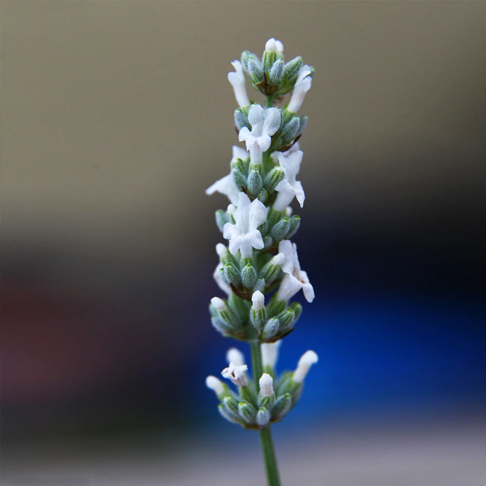 Lavender Exceptionalâ„¢ - Image 5