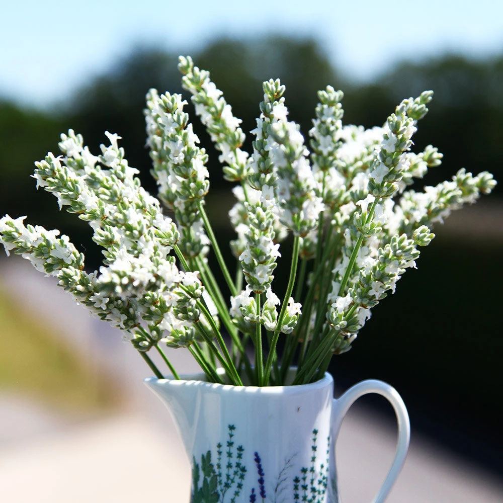 Lavender Exceptionalâ„¢ - Image 2