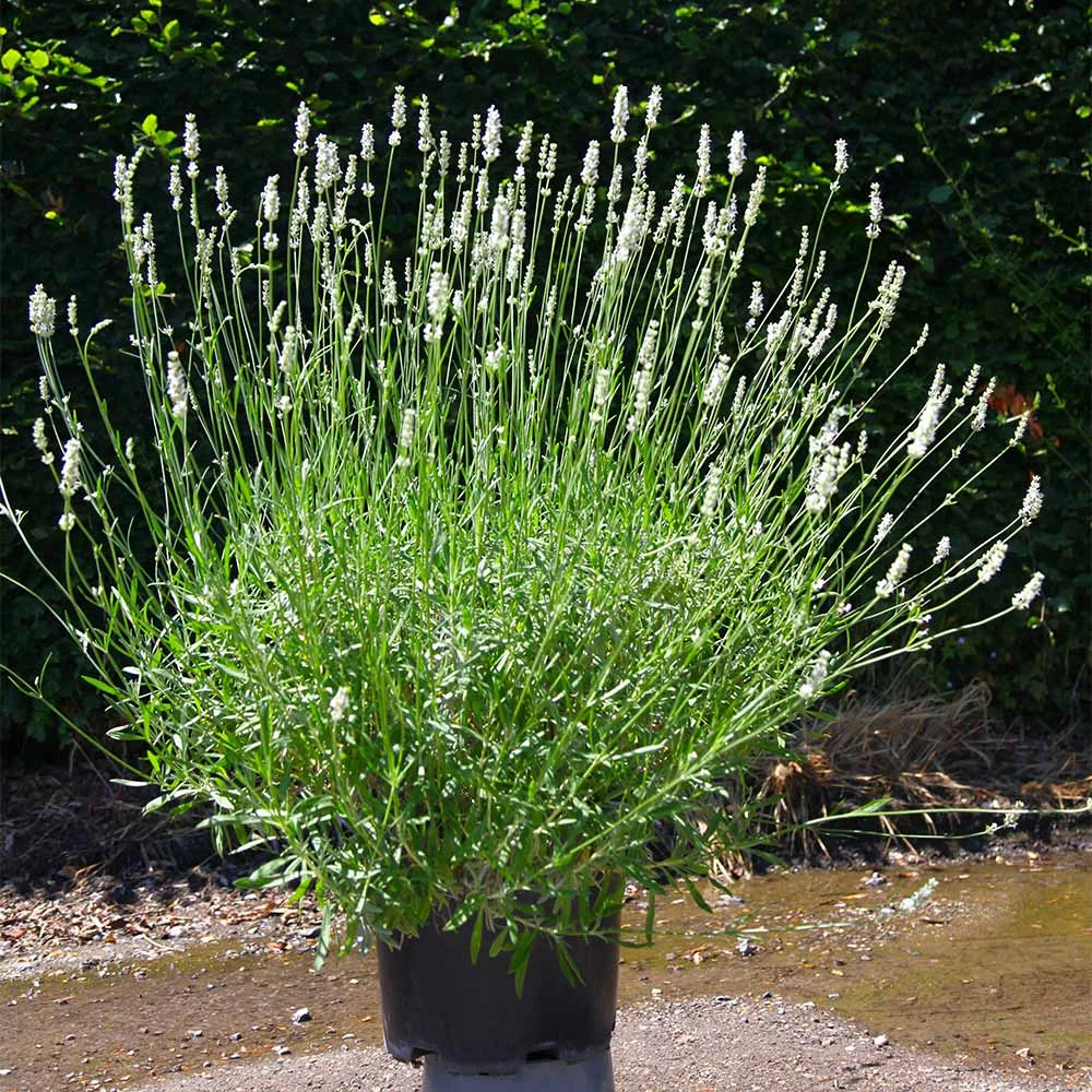 Lavender Exceptionalâ„¢ - Image 4