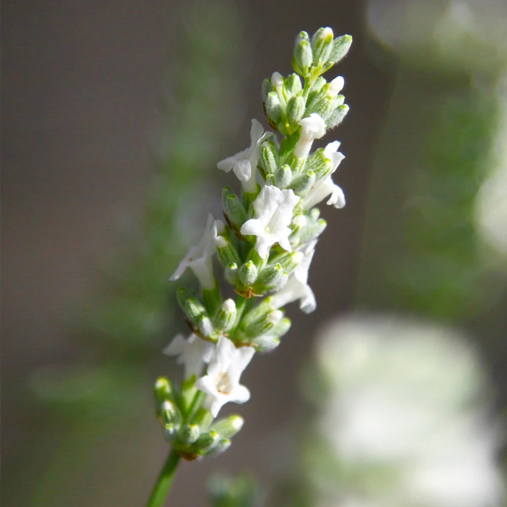 Lavender Exceptionalâ„¢ - Image 3