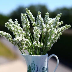 Lavender Exceptionalâ˘