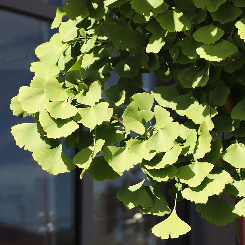 Ginkgo Tree - Image 6