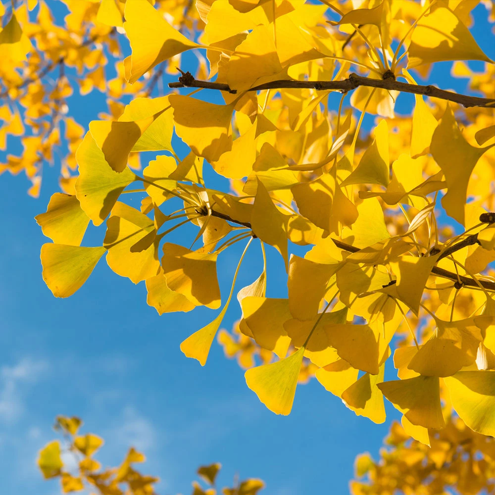 Ginkgo Tree - Image 4