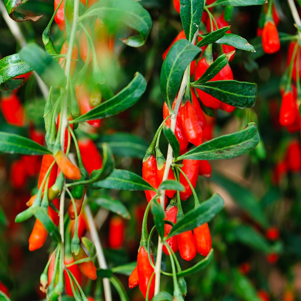Goji Berry - Image 2