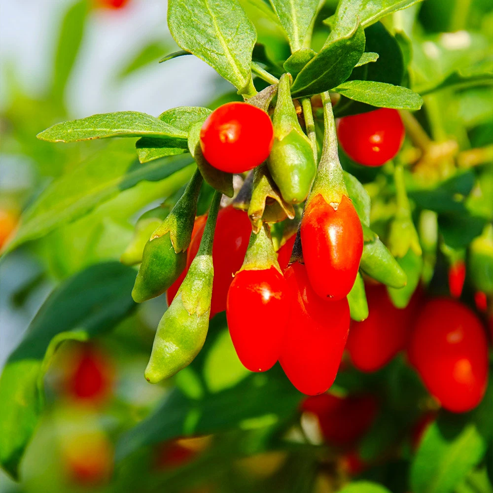 Goji Berry - Image 5