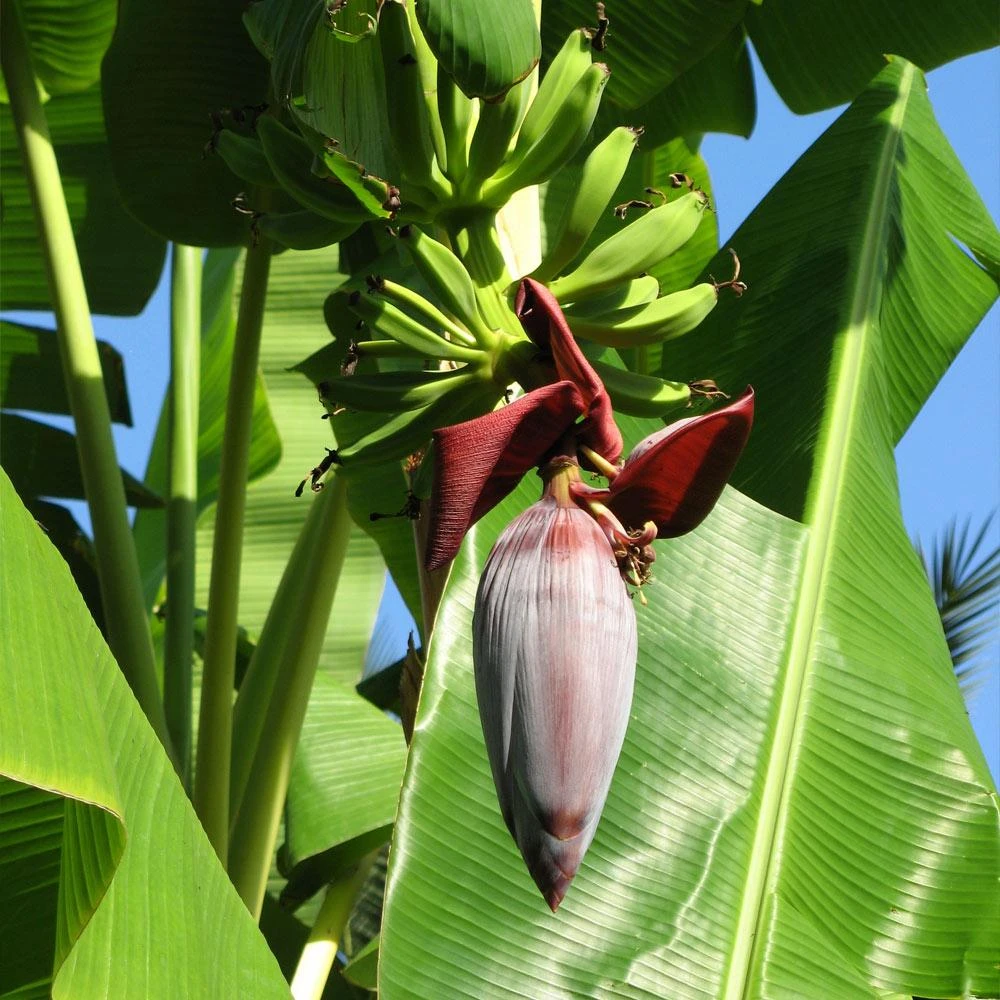 Grand Nain 'Naine' Banana Tree - Image 4