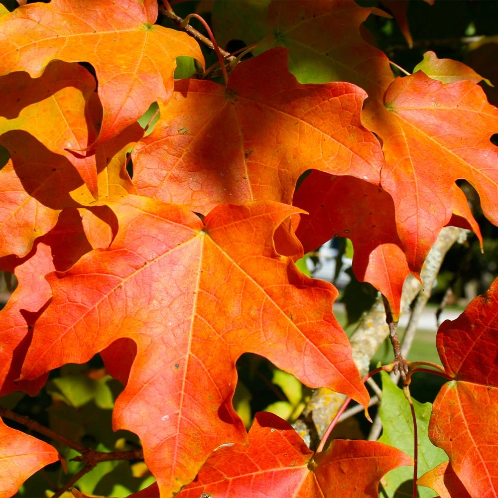 Green Mountain Sugar Maple Tree - Image 3