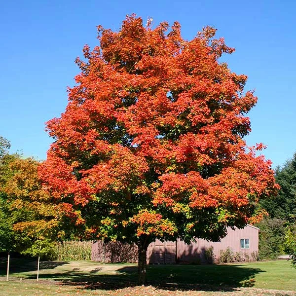 Green Mountain Sugar Maple Tree