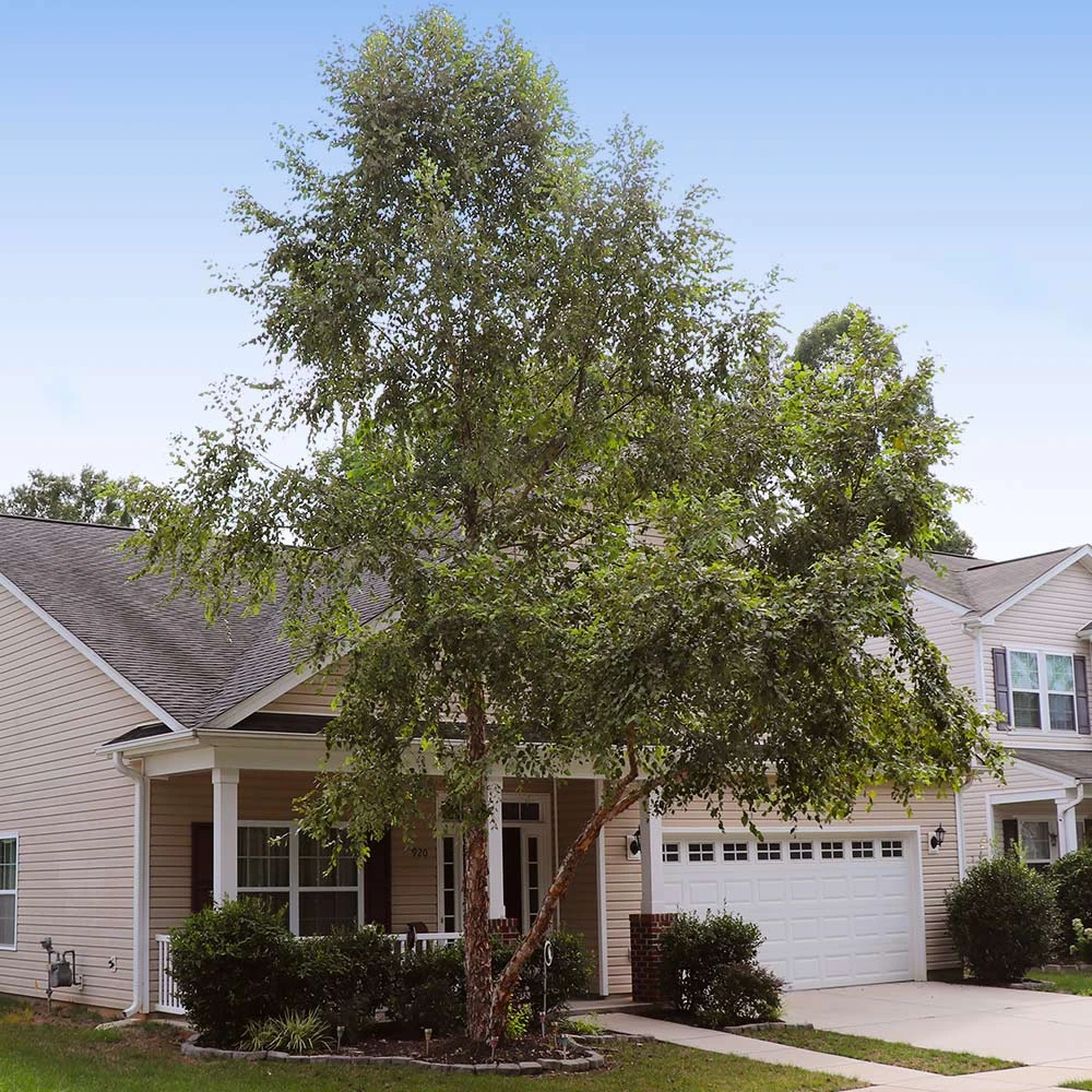 Heritage® River Birch - Image 4