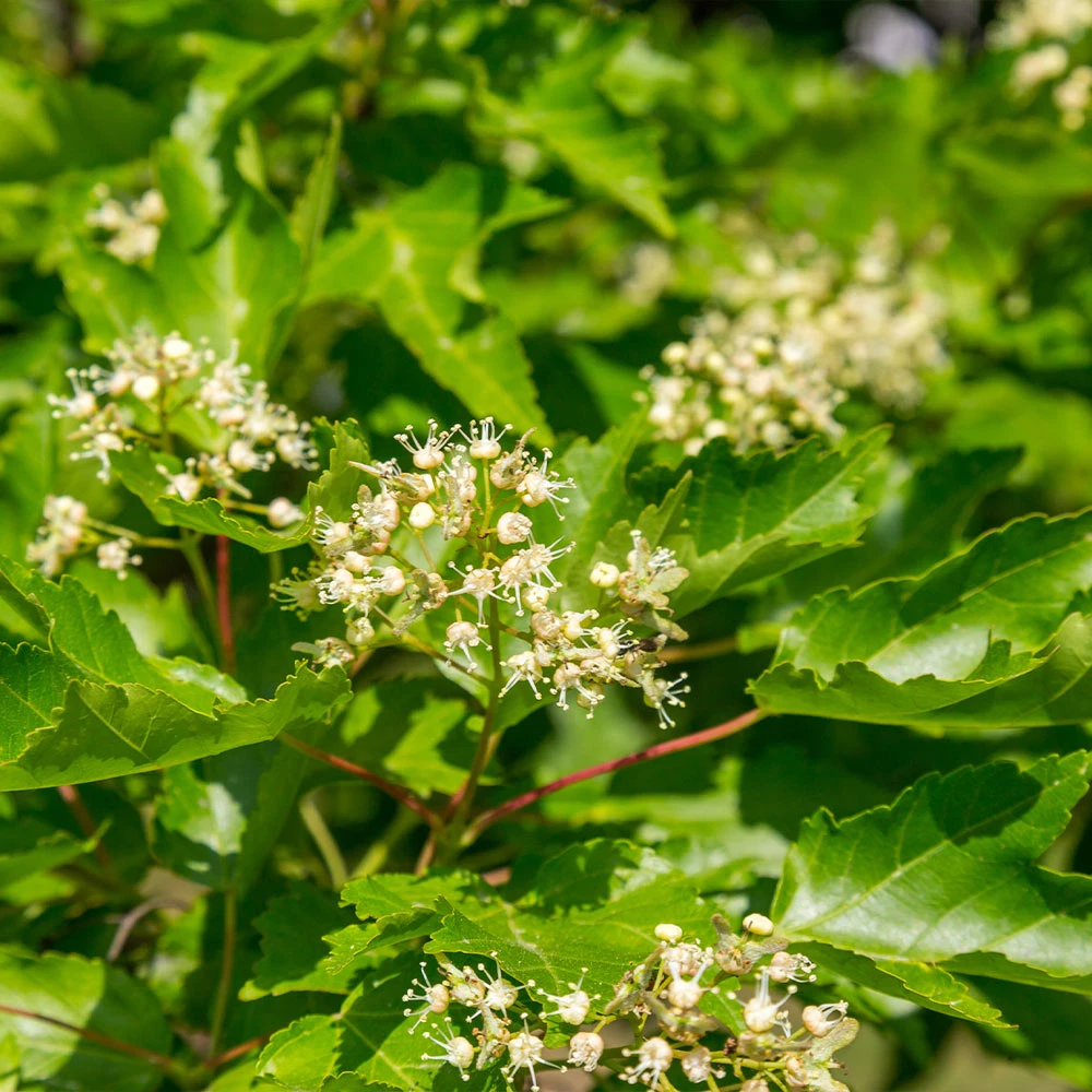 Hot Wings® Maple Tree - Image 6