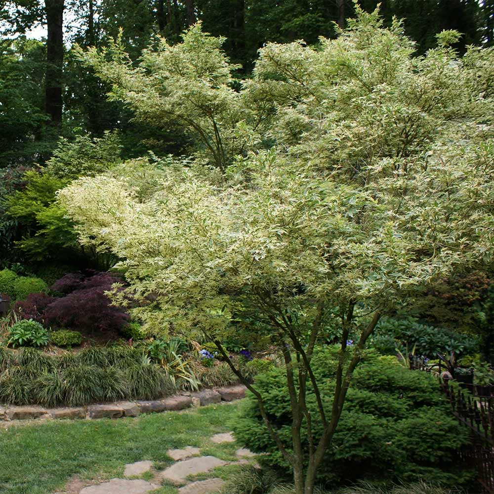 Butterfly Japanese Maple Tree - Image 3