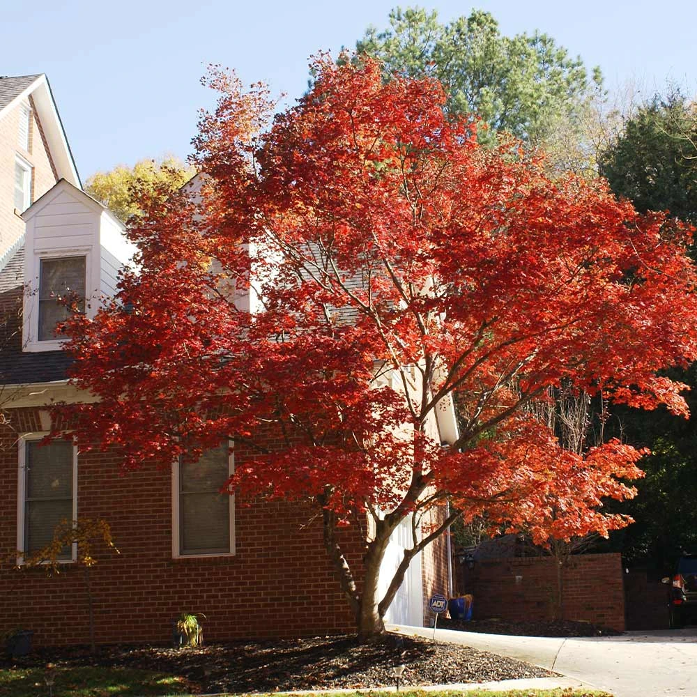 Red Japanese Maple Tree - Image 3