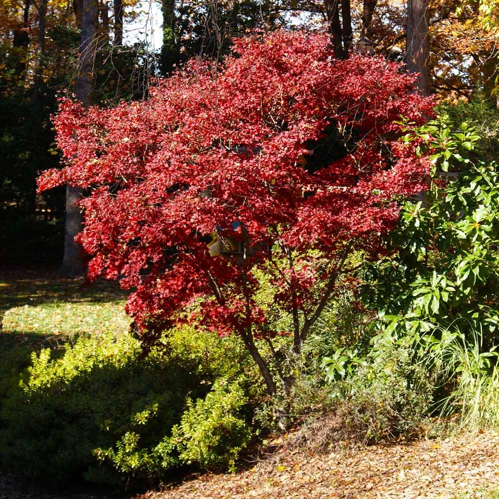 Red Japanese Maple Tree - Image 4
