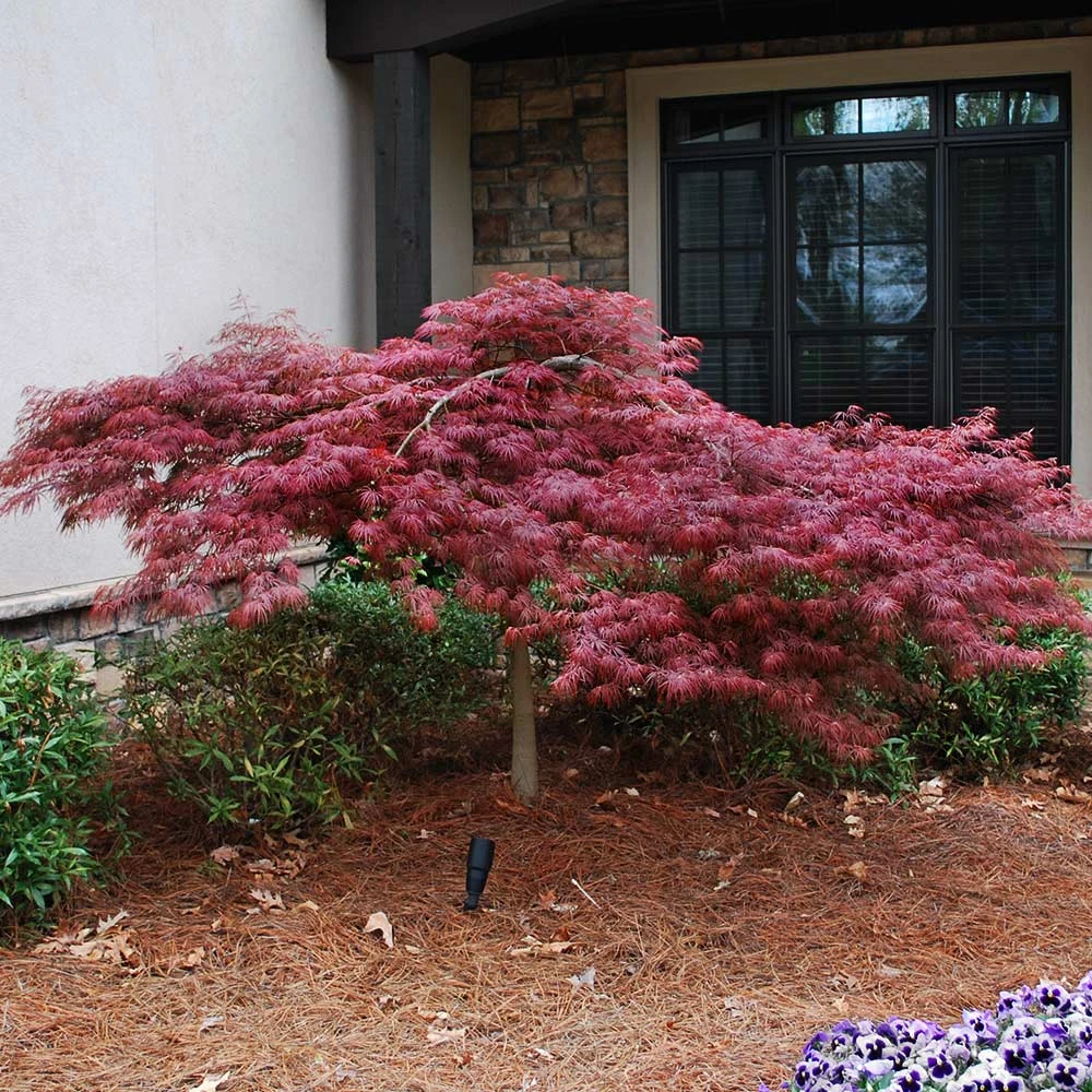 Red Dragon Japanese Maple Tree - Image 5