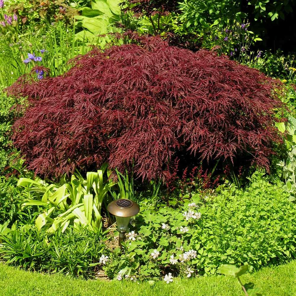 Red Dragon Japanese Maple Tree - Image 3