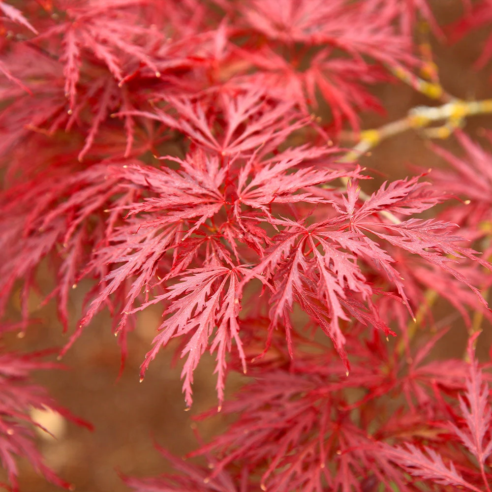 Red Dragon Japanese Maple Tree - Image 4